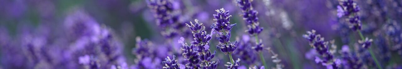 lavender, flower background, flower, hd wallpaper, beautiful flowers, nature, blossoms, lavender field, violet, lavender flowers, purple, flower wallpaper