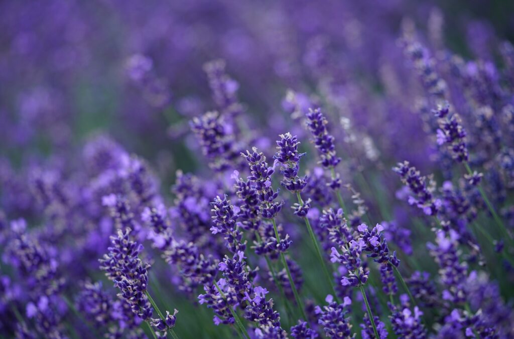 lavender, flower background, flower, hd wallpaper, beautiful flowers, nature, blossoms, lavender field, violet, lavender flowers, purple, flower wallpaper