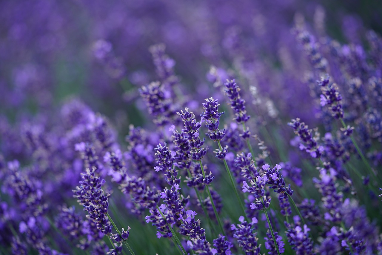 lavender, flower background, flower, hd wallpaper, beautiful flowers, nature, blossoms, lavender field, violet, lavender flowers, purple, flower wallpaper