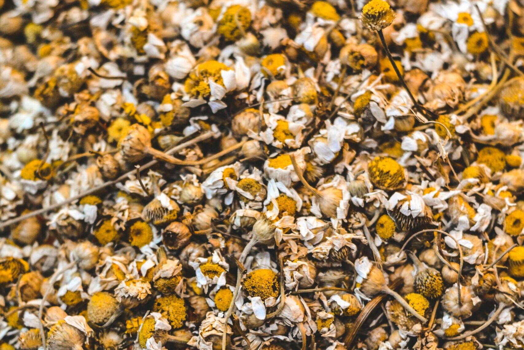 A close-up of dried chamomile flowers ideal for tea brewing and herbal remedies.