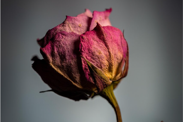 Rosa marchita de color rosado oscuro, con pétalos secos y textura arrugada, sobre fondo neutro. Representa visualmente la sequedad o deshidratación, como metáfora de la piel seca.
